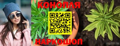 сатива Коммунар